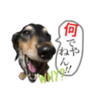 DOG Dachshund Sticker（個別スタンプ：12）