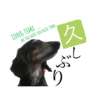 DOG Dachshund Sticker（個別スタンプ：15）