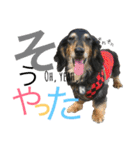 DOG Dachshund Sticker（個別スタンプ：17）