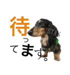 DOG Dachshund Sticker（個別スタンプ：18）