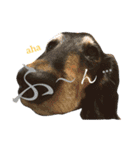 DOG Dachshund Sticker（個別スタンプ：21）