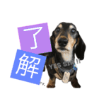 DOG Dachshund Sticker（個別スタンプ：22）