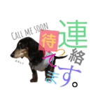 DOG Dachshund Sticker（個別スタンプ：24）