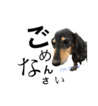 DOG Dachshund Sticker（個別スタンプ：26）