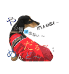 DOG Dachshund Sticker（個別スタンプ：28）