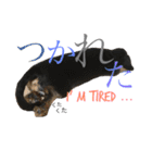 DOG Dachshund Sticker（個別スタンプ：29）