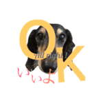 DOG Dachshund Sticker（個別スタンプ：30）