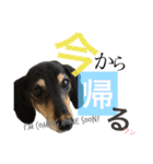 DOG Dachshund Sticker（個別スタンプ：31）