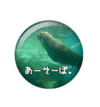 素敵な水族館2（個別スタンプ：15）