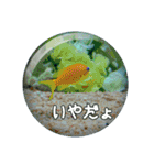 素敵な水族館2（個別スタンプ：16）