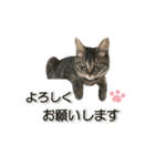 猫スタンプ『やまね』（個別スタンプ：3）