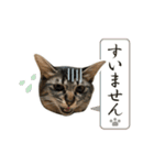 猫スタンプ『やまね』（個別スタンプ：7）