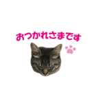 猫スタンプ『やまね』（個別スタンプ：22）