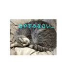 楽しい3にゃんこの毎日 2（個別スタンプ：4）