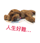 coffee is a dog（個別スタンプ：22）