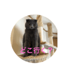 我が家のさくらこちゃん（個別スタンプ：8）