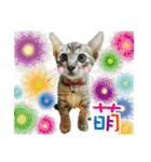 Ani dog and Ayi cat（個別スタンプ：1）