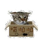 Ani dog and Ayi cat（個別スタンプ：18）