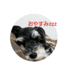 うち犬スタンプ（個別スタンプ：19）