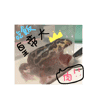 My lovely Horned Frogs 94 love murmur（個別スタンプ：20）