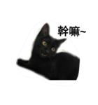 black  black  black cat（個別スタンプ：2）