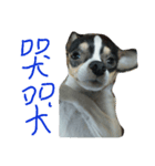 BG dog  2.0（個別スタンプ：4）