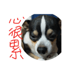 BG dog  2.0（個別スタンプ：6）