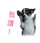 BG dog  2.0（個別スタンプ：7）