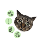 cat's name is gi（個別スタンプ：4）