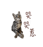 cat's name is gi（個別スタンプ：11）