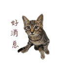 cat's name is gi（個別スタンプ：12）