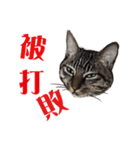 cat's name is gi（個別スタンプ：13）