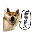A SHIBAINU from the Huangs（個別スタンプ：4）