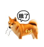 A SHIBAINU from the Huangs（個別スタンプ：5）