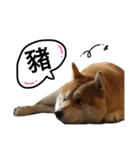 A SHIBAINU from the Huangs（個別スタンプ：6）