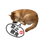 A SHIBAINU from the Huangs（個別スタンプ：7）