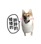 A SHIBAINU from the Huangs（個別スタンプ：8）