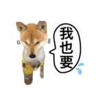 A SHIBAINU from the Huangs（個別スタンプ：13）