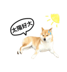 A SHIBAINU from the Huangs（個別スタンプ：14）