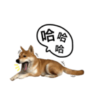 A SHIBAINU from the Huangs（個別スタンプ：15）
