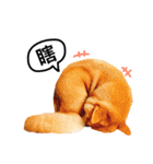 A SHIBAINU from the Huangs（個別スタンプ：16）