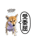 A SHIBAINU from the Huangs（個別スタンプ：17）