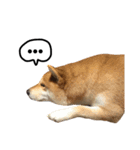 A SHIBAINU from the Huangs（個別スタンプ：18）