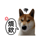 A SHIBAINU from the Huangs（個別スタンプ：19）