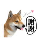 A SHIBAINU from the Huangs（個別スタンプ：20）