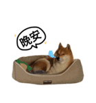 A SHIBAINU from the Huangs（個別スタンプ：21）