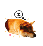 A SHIBAINU from the Huangs（個別スタンプ：22）