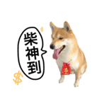 A SHIBAINU from the Huangs（個別スタンプ：24）