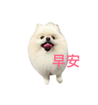 Creamy Pomeranian（個別スタンプ：1）