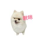 Creamy Pomeranian（個別スタンプ：2）